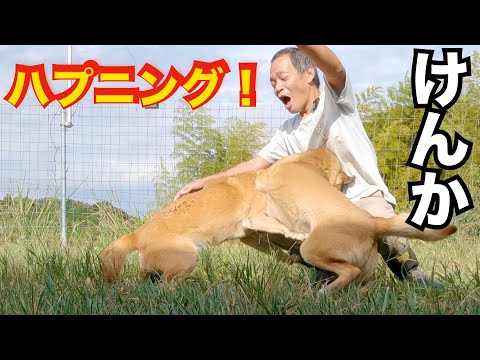 【撮影中事故】保護犬が喧嘩！　予想外の展開に、、、(YouTube)