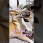 猫のおねだりに一所懸命応える柴犬 #shorts(YouTube)