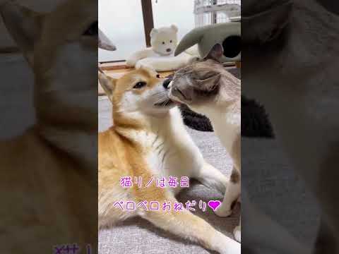 猫のおねだりに一所懸命応える柴犬 #shorts(YouTube)