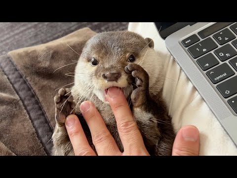 甘噛みがしたすぎるカワウソの甘噛みを邪魔しまくった結果… I interrupted all the otter’s sweet bites.(YouTube)