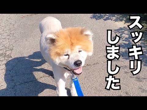 秋田犬 大吉くんトリミングして貰いました　施設の近況報告(YouTube)