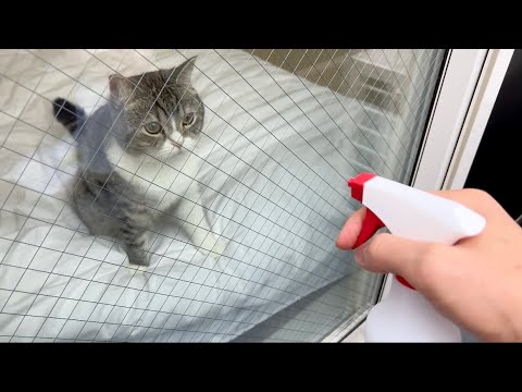 窓掃除をジャマしてくる猫に霧吹きを発射したらまさかのこうなったw(YouTube)