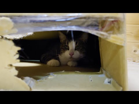 豪快すぎる猫に驚きを隠せない猫(YouTube)