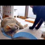 ゆらゆら気持ち良かったのに！【姉猫と子猫】(YouTube)