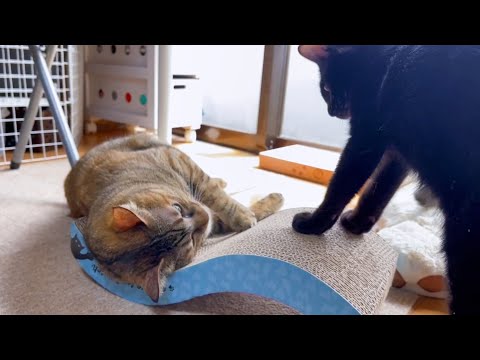 ゆらゆら気持ち良かったのに！【姉猫と子猫】(YouTube)