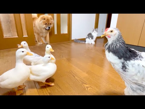 【カオス】100匹の動物を飼育している我が家のある朝の様子です(YouTube)