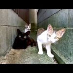 黒猫ママとキジ白子猫(YouTube)