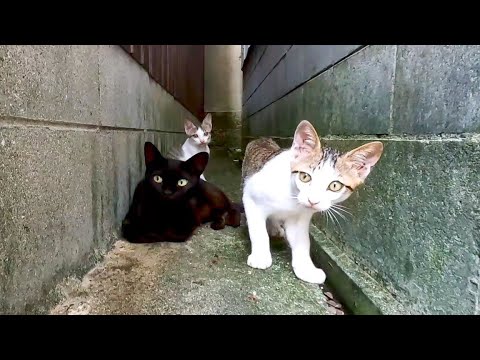 黒猫ママとキジ白子猫(YouTube)