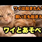 飼い主より先に起きてみんなが起きるのを待つ、末っ子猫がかわいい！！(YouTube)