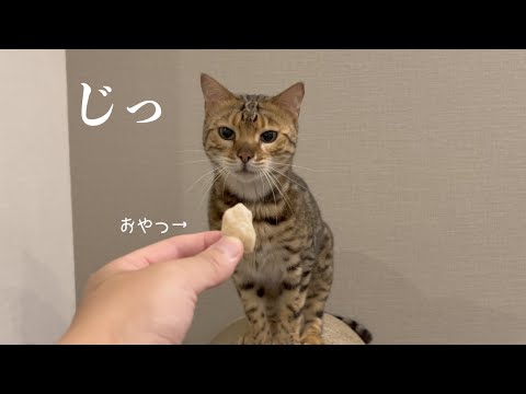 獲物が取れなくて口を尖らせてフンフン言う猫(YouTube)