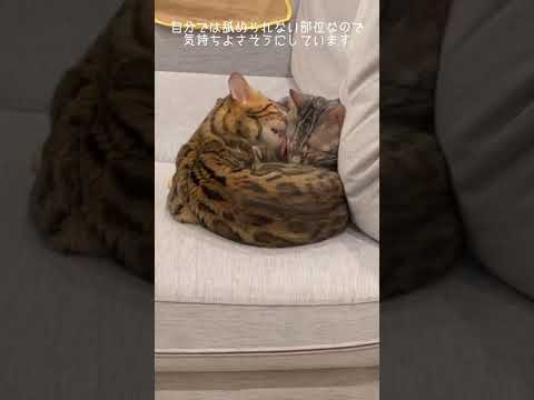 「カッ」って怒る猫(YouTube)