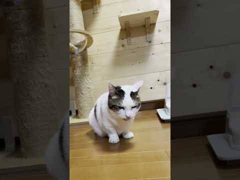 猫にはちょっと癖になる匂いらしい #shorts(YouTube)