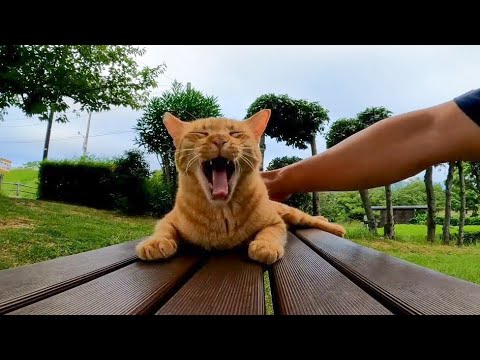 【今週のボツ動画】短い野良猫動画まとめて公開-unreleased video of this week-2022/8/1w(YouTube)
