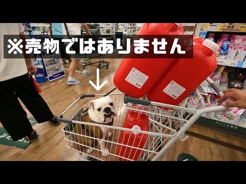 妹犬、大好きなパパとのデートで「こんなはずじゃなかった」感がすごいWWW(YouTube)