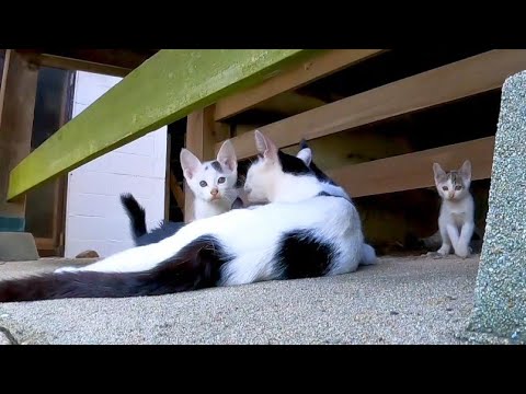 ママ猫が隠れた子猫達を呼び寄せると神社の下からコソコソ出てきた(YouTube)