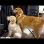 一週間に1kg増える大型犬パピーの成長が早すぎるww(YouTube)