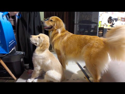 一週間に1kg増える大型犬パピーの成長が早すぎるww(YouTube)
