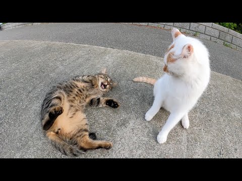 茶シロ猫とキジトラ猫がナデナデの順番をめぐって喧嘩をする(YouTube)