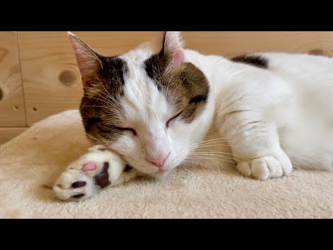 豆大福のお腹にハゲが・・・(YouTube)