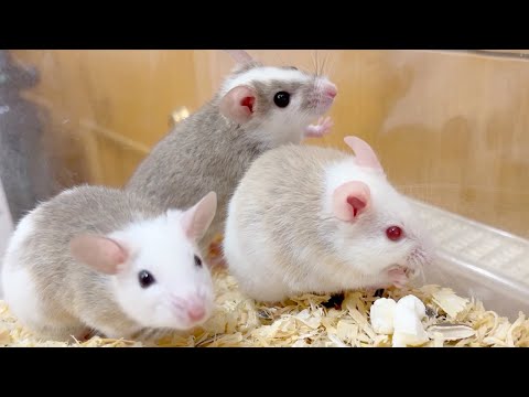 一人だけ夢中でポップコーンをむさぼるネズミがかわいい(YouTube)