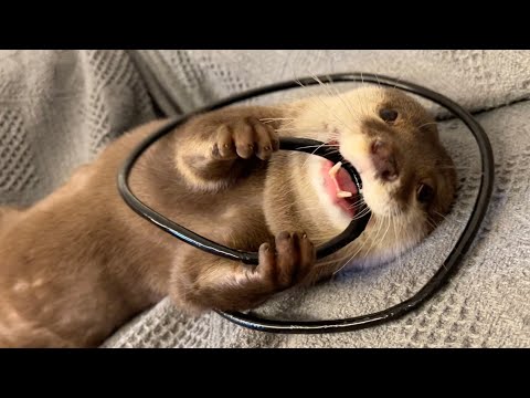 カワウソが飼い主の真似して歯磨きし始めた！ otter started imitating his owner and brushing his teeth!(YouTube)