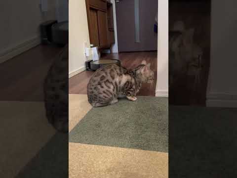 注意すると気まずそうに返事をする猫　#shorts(YouTube)