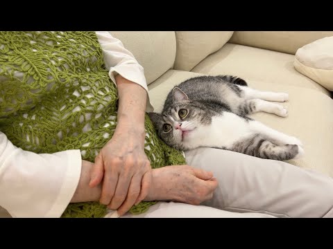 猫が初めておばあちゃんに会ったら懐きすぎてとんでもないことになった…(YouTube)