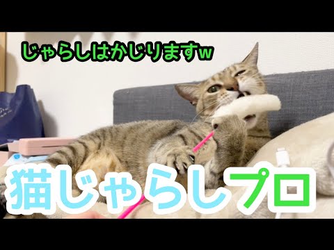 両手を上手に使って猫じゃらしで遊ぶ猫がプロすぎて面白かった！(YouTube)