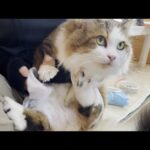 ジタバタと往生際のわるい猫　汚れたら拭かれるんです(YouTube)