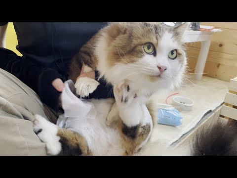 ジタバタと往生際のわるい猫　汚れたら拭かれるんです(YouTube)