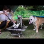 愛犬専用のキャンプ場開設したら3匹とも大はしゃぎしてくれました！(YouTube)