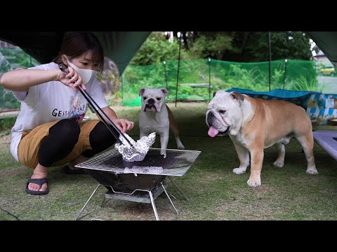 愛犬専用のキャンプ場開設したら3匹とも大はしゃぎしてくれました！(YouTube)