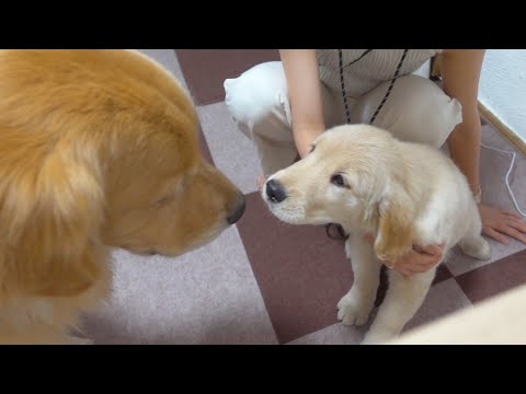 ようこそジョイ家へ、これからよろしくね！(YouTube)