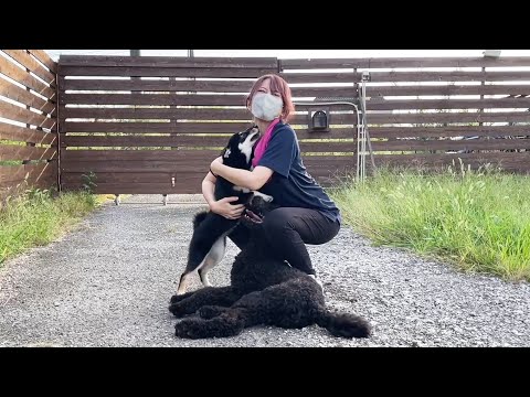 ママが帰ってくるのがわかる犬たちの行動が凄すぎた(YouTube)