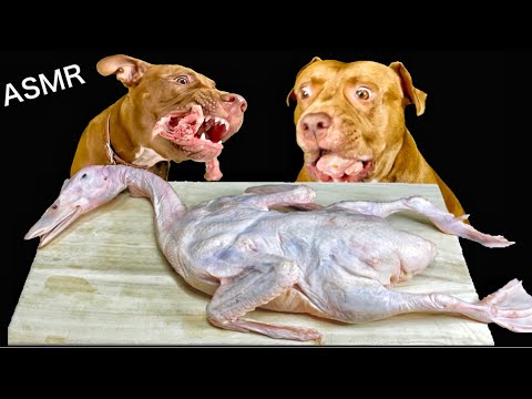 【閲覧注意ASMR】最強な犬ピットブルがアヒルを骨ごと豪快に喰らう(YouTube)