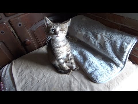 片目の子猫、周りがうるさくて寝れません(YouTube)