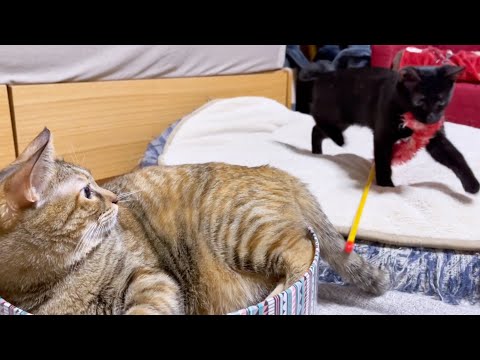 麦わら猫は忘れてはいなかった！（笑）仔猫の行動にウズウズしちゃうお姉ちゃん猫♥(YouTube)
