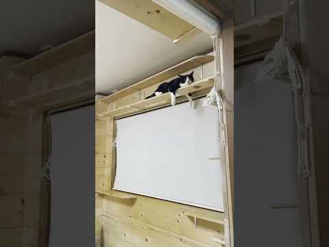 ポンコツロボットみたいな猫 #shorts(YouTube)
