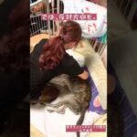 寝たきり大型犬の簡単体位交換(YouTube)