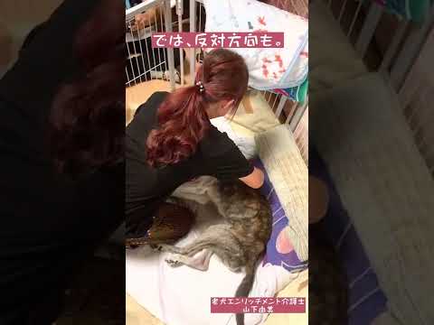 寝たきり大型犬の簡単体位交換(YouTube)