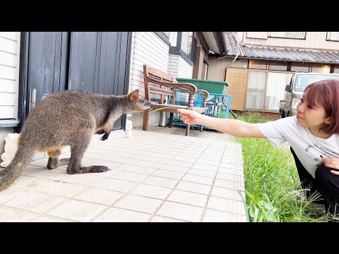 少し大人になったオグロワラビーのお散歩(YouTube)