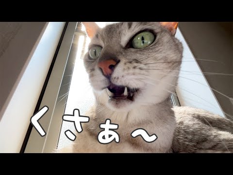 ママのスマホが臭くて近めの猫(YouTube)