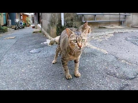 海辺の街の路地裏に生きるキジトラ猫達がかわいい(YouTube)