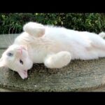 青い瞳の白猫をモフるとベンチの上でコロンと寝転がった(YouTube)