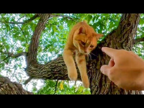 公園を歩いていたら木の上で寝ていた野良猫に呼び止められた(YouTube)