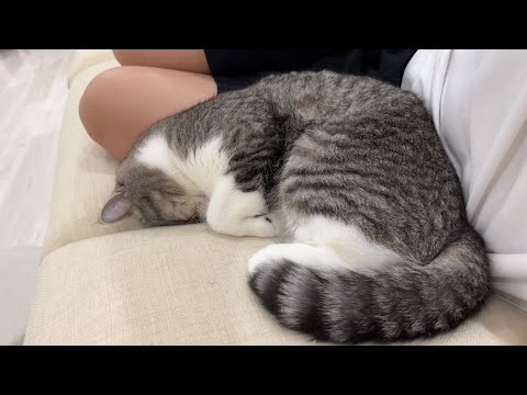 酔っ払った飼い主にチューされた猫がまさかのこうなっちゃいました…(YouTube)