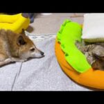 動かない猫と動きたい子供猫と見守る柴犬(YouTube)