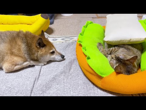 動かない猫と動きたい子供猫と見守る柴犬(YouTube)