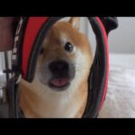捕まりたくない故に、何度も水を飲むフリする柴犬がかわいい。(YouTube)
