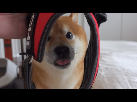 捕まりたくない故に、何度も水を飲むフリする柴犬がかわいい。(YouTube)